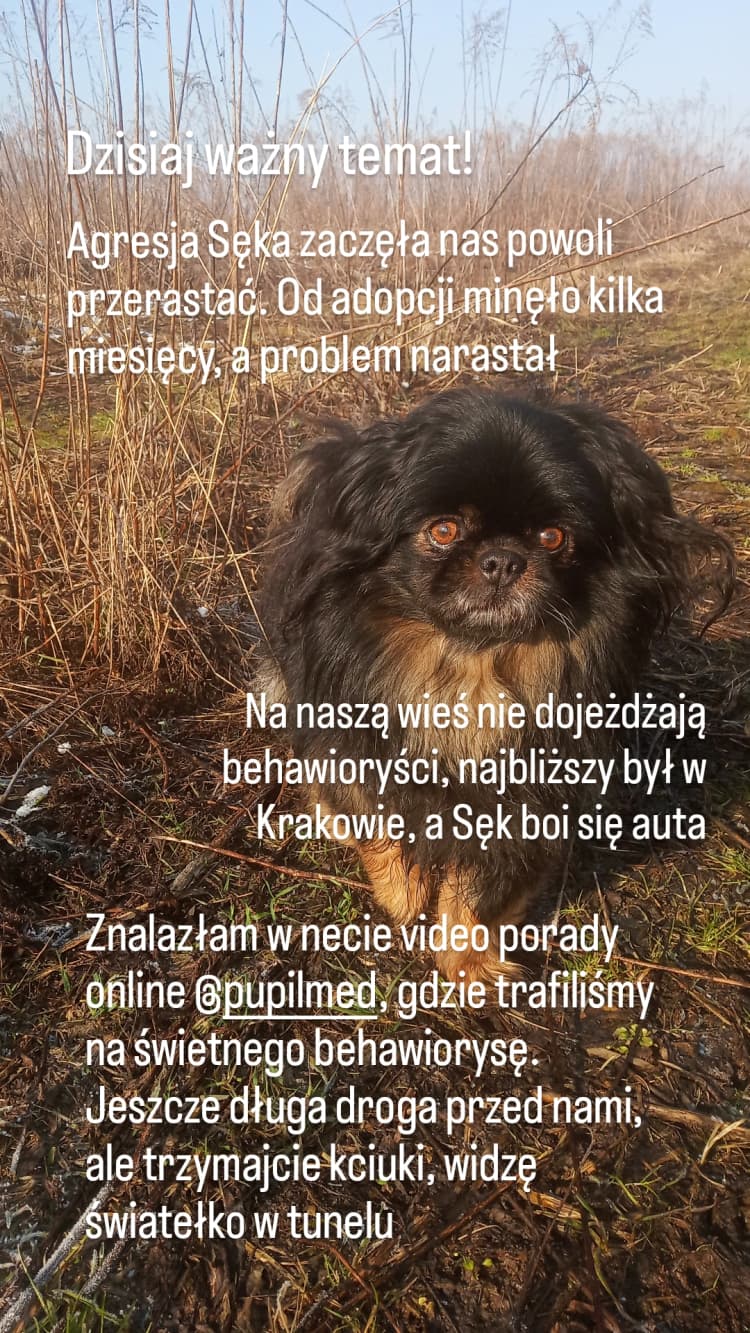 Szczeniak w domu?