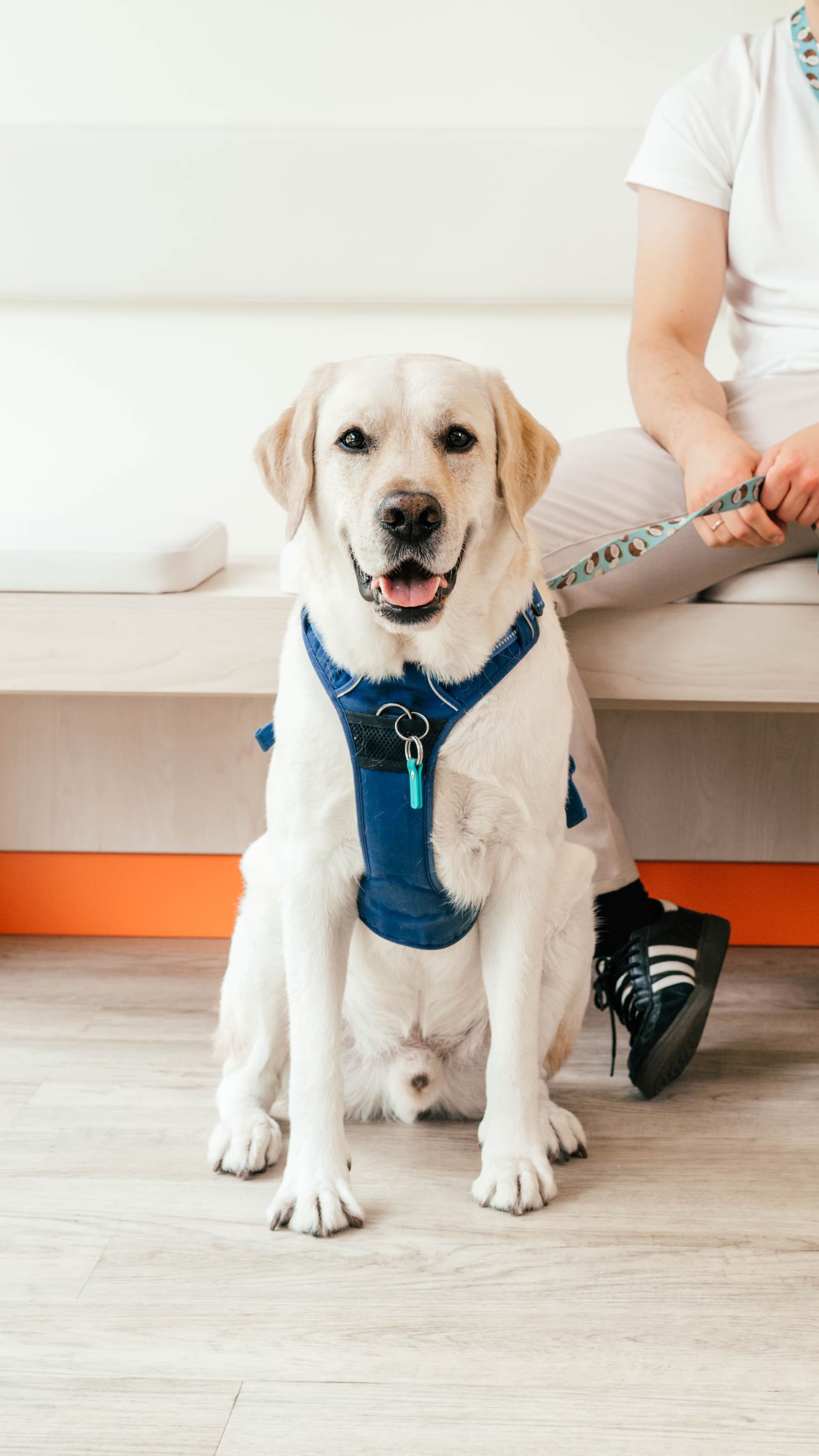 Doświadczony zespół stomatologii weterynaryjnej