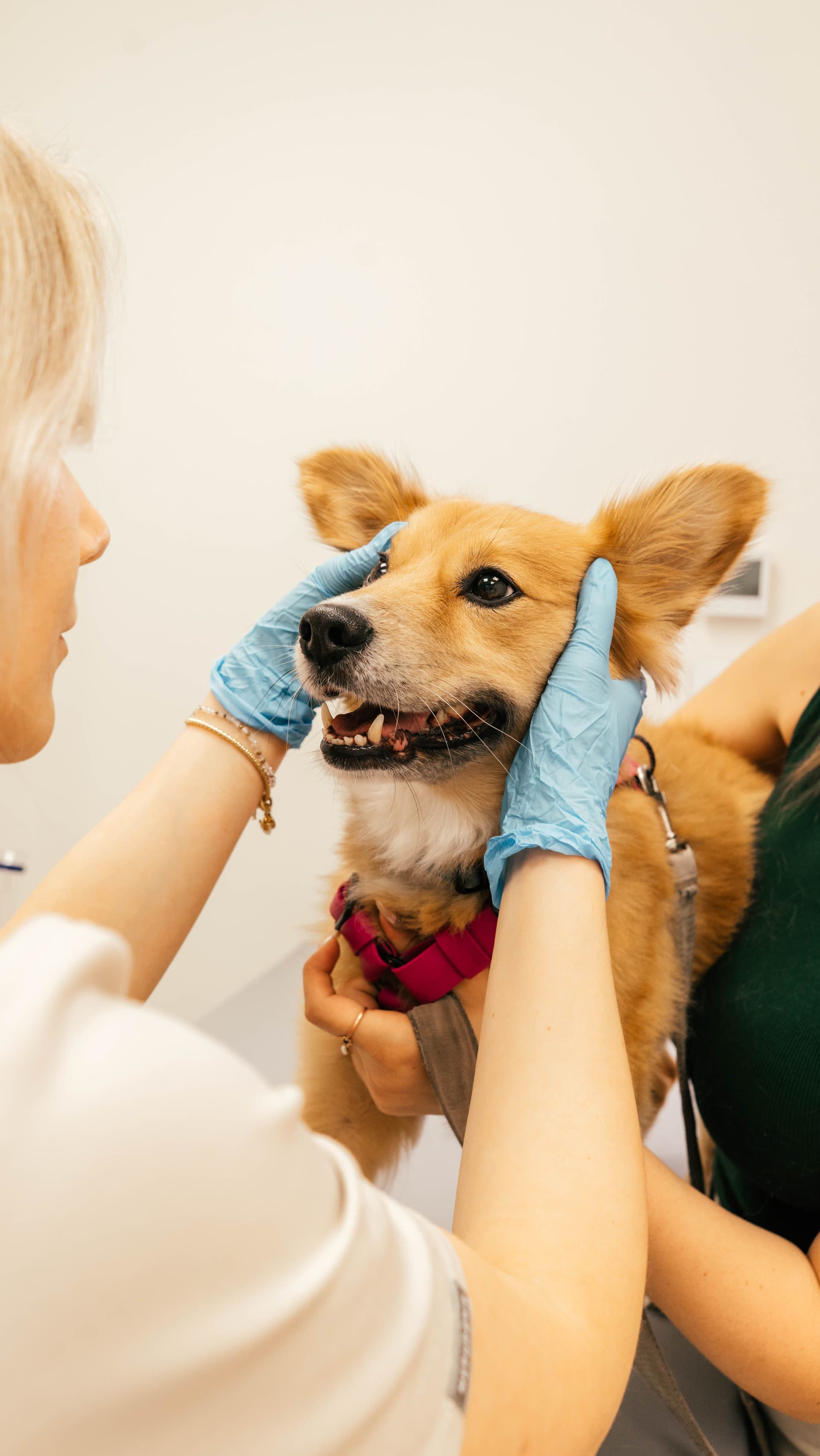 Diagnozujemy i leczymy alergie skórne u psów i kotów